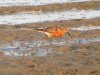 Curlew Sandpiper at Two Tree Island (Steve Arlow) (146026 bytes) Curlew Sandpiper at Two Tree Island (Steve Arlow) (146026 bytes)